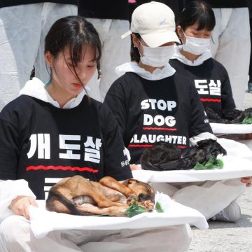 ¿Qué países del mundo todavía comen carne de perro?