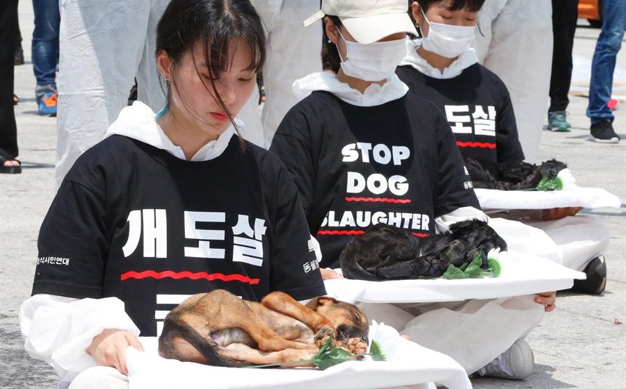 ¿Qué países del mundo todavía comen carne de perro?