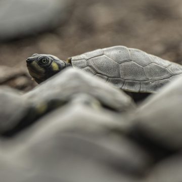 Histórica sequía en Amazonía dificulta el rescate de huevos de tortugas