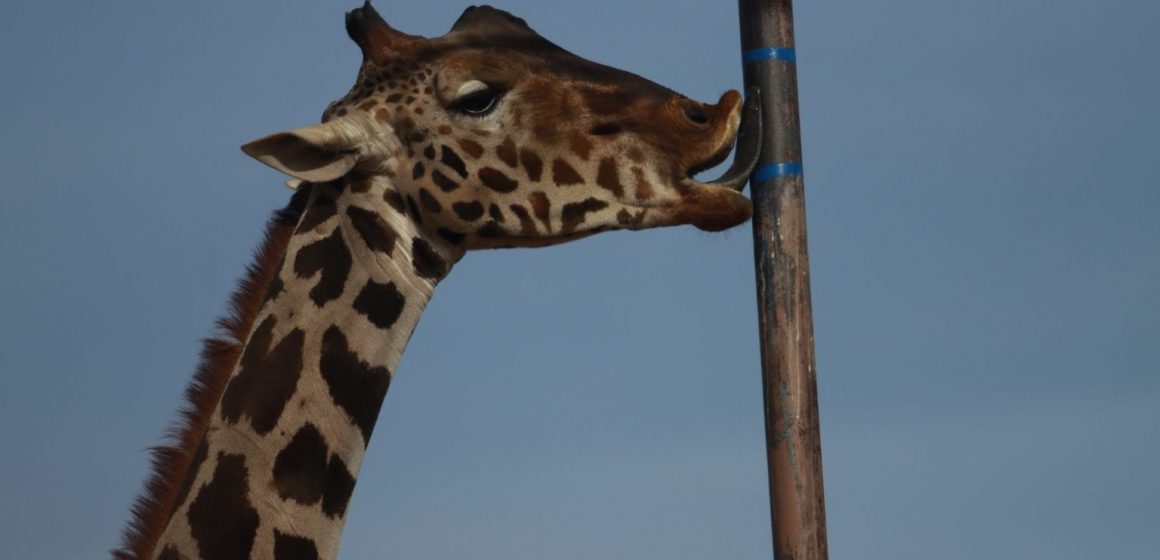 El viaje de 2,000 km de la jirafa Benito, un triunfo de los animalistas en México