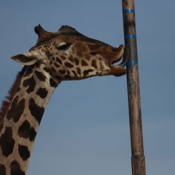 El viaje de 2,000 km de la jirafa Benito, un triunfo de los animalistas en México