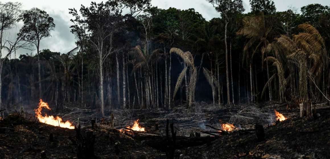 Los incendios forestales en Brasil destruyeron un área del tamaño de Uruguay en 2023