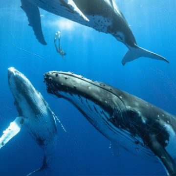 ¿Qué hace que canten las ballenas?