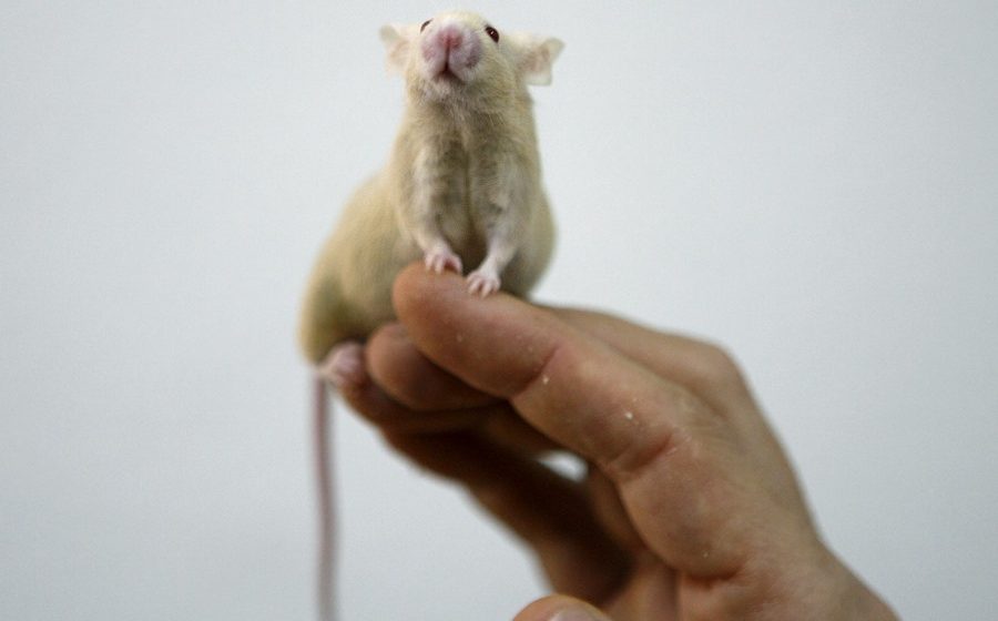 Un estudio en ratones asocia erecciones regulares con la prevención de la impotencia