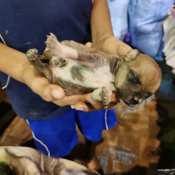 Jóvenes rescatan a animales olvidados durante las inundaciones en la amazonía boliviana