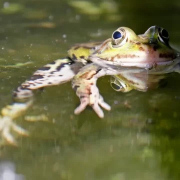 Un estudio revela que las ranas hembra guiñan el ojo a los machos para coquetear