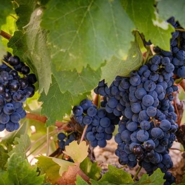 La producción mundial de vino cayó un 10% en 2023 por el clima extremo