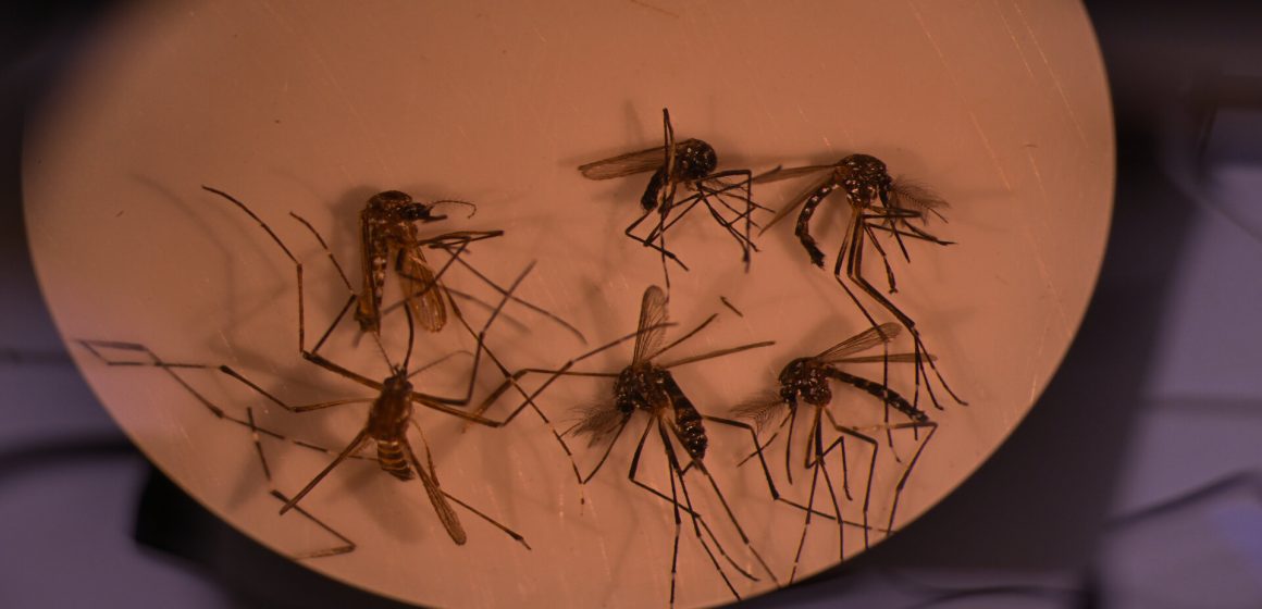 Investigadores de Brasil usan a los mosquitos como caballos de Troya contra el dengue