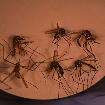 Investigadores de Brasil usan a los mosquitos como caballos de Troya contra el dengue