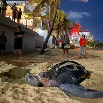 Los nidos de la tortuga tinglar en Puerto Rico, protegidos por patrullas de voluntarios
