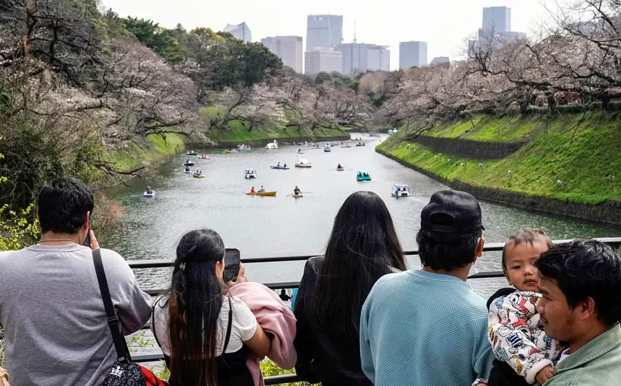 Los cerezos florecen cada vez más pronto en Japón por culpa del cambio climático