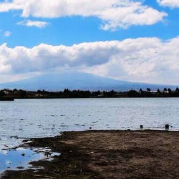 Crisis ambiental: Sequía pone en riesgo la supervivencia de Ajolotes; exigen acciones urgentes de conservación