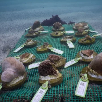 Unos 4,600 corales trasplantados en Galápagos para restaurar arrecifes que devastó El Niño