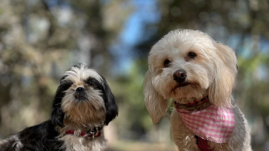 Cierre del corral canino en Parque Gandhi desata controversia en Chapultepec