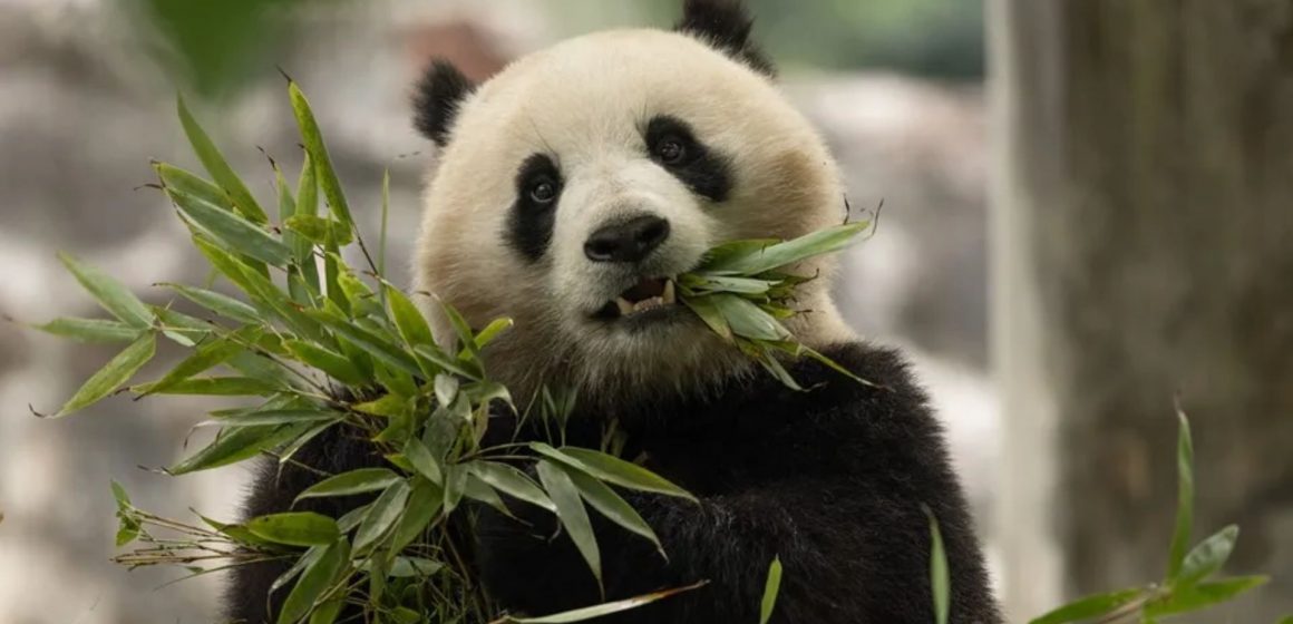 El Zoológico Nacional recibirá a dos nuevos pandas antes de fin de año