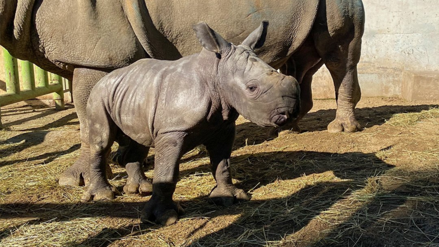 Buin Zoo celebra el nacimiento de Silverio, tercer rinoceronte blanco en Chile