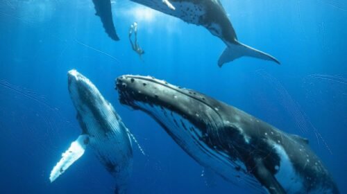 Un buceador desciende entre tres ballenas jorobadas juveniles del tamaño de un autobús urbano. Crédito: Karim Iliya.