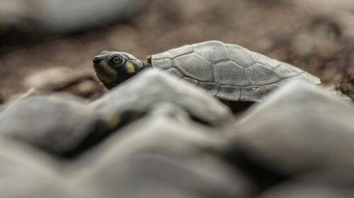 AME2963. NOVO AIRÃO/AMAZONAS (BRASIL), 28/01/2024.- Fotografía tomada el sábado, 27 de enero de 2024 que muestra crías de tortuga durante su liberación en la naturaleza, en el Parque Nacional do Jaú, a unos 195 kilómetros de Manaos, la mayor ciudad de la Amazonía (Brasil). La histórica sequía que sufre la Amazonía desde septiembre dificultó el rescate de los huevos de tortugas amenazados en la mayor selva tropical del mundo pero no impidió que los activistas que luchan por salvar la especie en Brasil conmemoraran la soltura este fin de semana de 800 crías de quelonios. EFE/ Raphael Alves