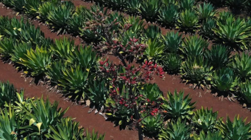 Agave (1)