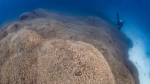 Coral (2)