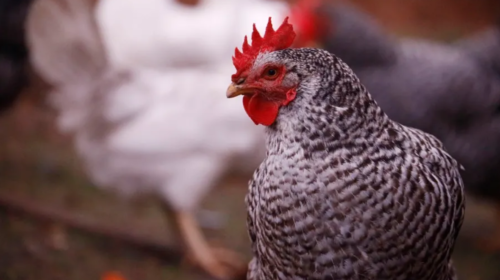 Gallina