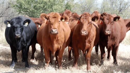 Jalisco activa protocolo sanitario tras detectar caso de Gusano Barrenador