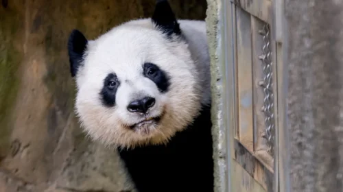 Panda1