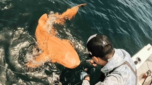 Un tiburón nodriza de dos metros sorprende por su color naranja en aguas de Costa Rica