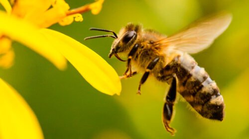 abejas