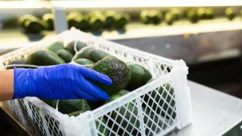 aguacate importaciones estados unidos michoacan