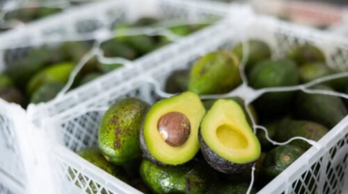Closeup of two halves of ripe fleshy hass avocado lying on plastic boxes with selected avocados in fruit sorting and packaging warehouse
