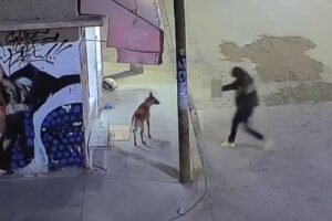 asesinato perro ecatepec policia balazos maltrato animal
