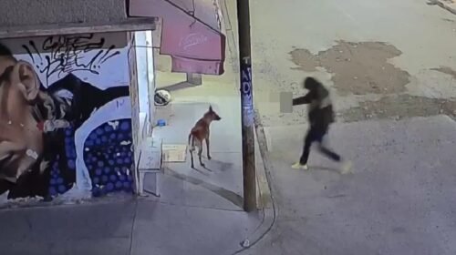 asesinato perro ecatepec policia balazos maltrato animal