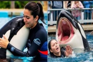 ataque orca antrenadora virales fake news ia