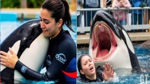 ataque orca antrenadora virales fake news ia