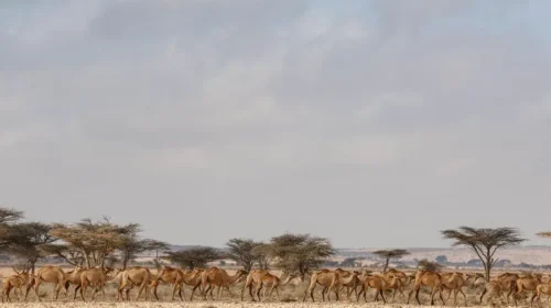camellos
