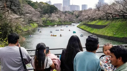 cerezos-japon
