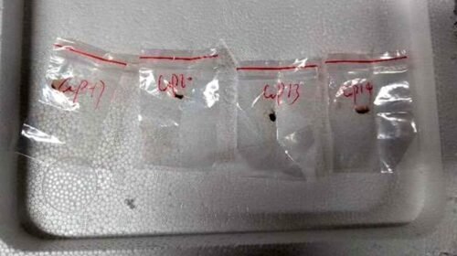 china hongos estados unidos