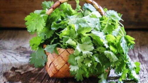 cilantro precio canasta basico mexico