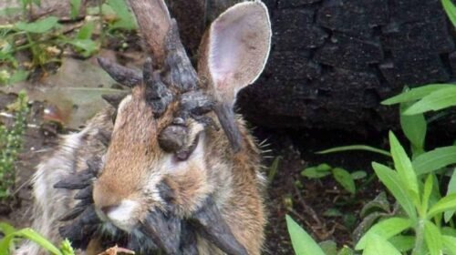 conejos tentaculos mutaciones enfermedad