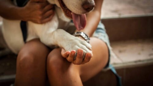 cuidado proteccion animal