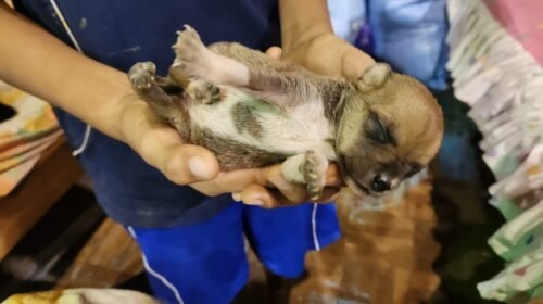 Fotografía cedida por APA de un joven mientras carga un cachorro tras ser rescatado de una inundación, el 26 de febrero de 2024 en Cobija (Bolivia). EFE/ APA