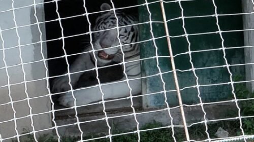 decomisos tamaulipas animales exoticos droga cateos