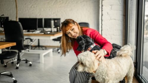 dia internacional del perro celebraciones