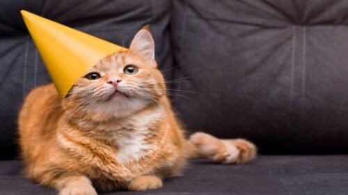 dia internacional gato celebraciones origen