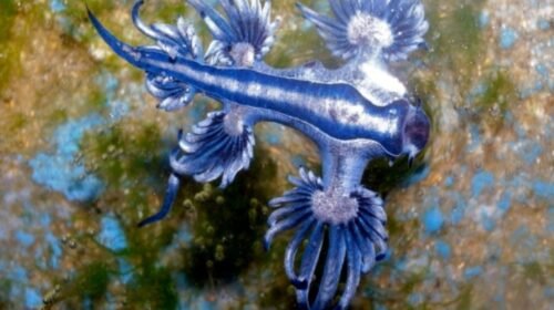 dragon azul playas michoacan alerta