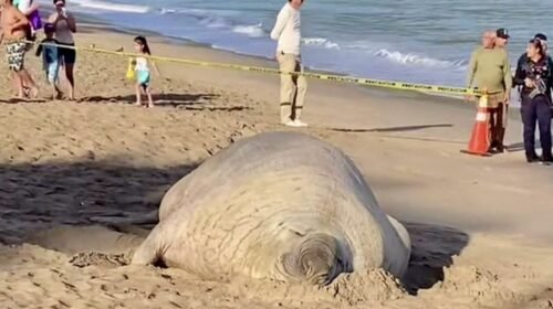 elefante marino nayarit video virales