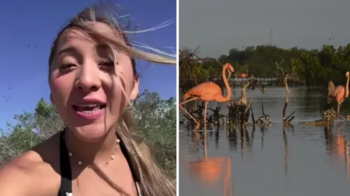 elisa-lluca-grabo-espanta-flamencos