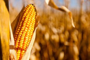 Corn harvest scene, Estrem Farms, Nerstrand, Minnesota.