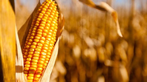 Corn harvest scene, Estrem Farms, Nerstrand, Minnesota.